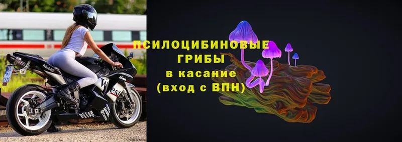 MEGA ссылки  где купить наркотик  Кириши  Галлюциногенные грибы Psilocybe 